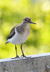 common sandpiper