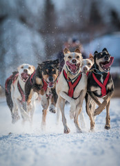 Winter Sports - Dog Sled Race