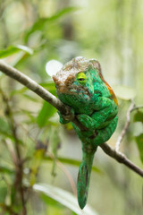 Chameleon Furcifer pardalis Ambolobe 2 years old, Madagascar endemic Panther chameleon in angry state, pure Ambilobe (Chamaeleoninae)