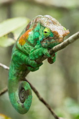 Fototapeta premium Chameleon Furcifer pardalis Ambolobe 2 years old, Madagascar endemic Panther chameleon in angry state, pure Ambilobe (Chamaeleoninae)