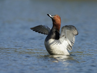 Northern pochard, Aythya ferina