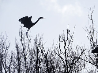 Grey heron, Ardea cinerea