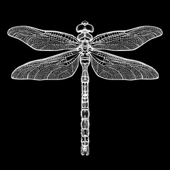 White dragonfly Aeschna Viridls, isolated on black background. Dragonfly tattoo sketch. Coloring books. Hand-drawn vector illustration.