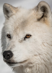 Fototapeta premium Arctic Wolf - Canis Lupus Arctos - Portrait