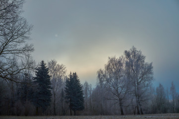 White frost covered trees in winter landscape against cloudy sky