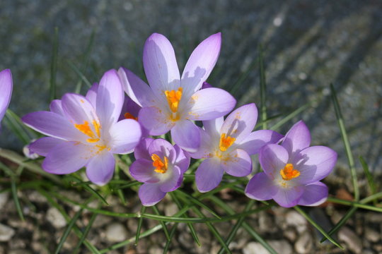 Krokusse am Winterende