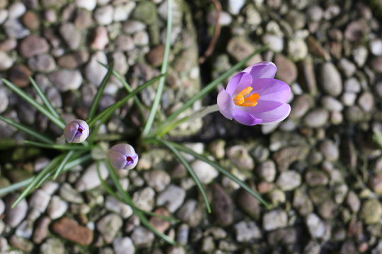Krokusse am Winterende
