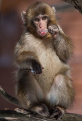 Japanese Macaque Baby - Macaca Fuscata - Sucking Ice