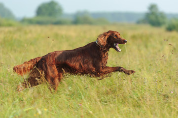 Red dog running against background  green grass