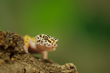 Common leopard gecko with green background