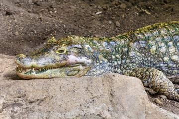 Close up of a Crocodile