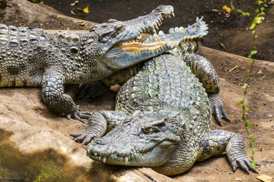 Crocodiles in a Zoo