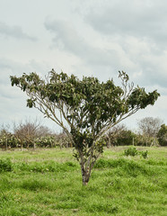Very nice tree in the Salento countryside - Italy