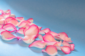 rose petals with a pink edge spread out a wide stripe on a blue background in a strip of light