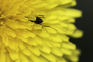 Dandelion Pollination in Spring