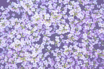 Soft ultra violet background with little spring flowers.