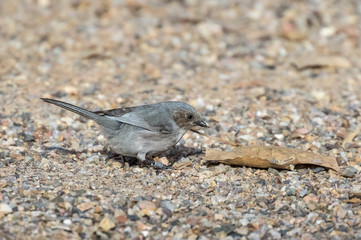 Bushtit on gravel path in Rio Grande Nature Center, Albuquerque, New Mexico