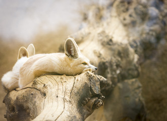 two fennec foxes (Vulpes zerda) on a dry log