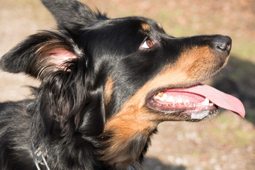 border collie belgischer Sch&auml;ferhund Mix schwarz braun border collie belgian shepherd mix black brown