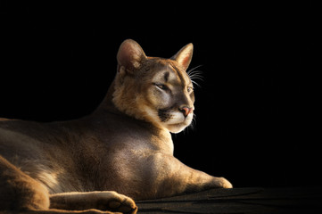 Puma-Porträt auf schwarzem Hintergrund