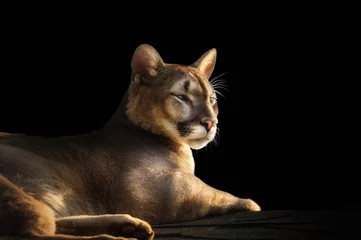Door stickers Puma cougar portrait on black background