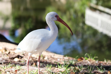 White Ibis