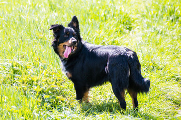 border collie belgischer Schäferhund Mix schwarz braun border collie belgian shepherd mix black brown