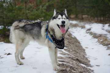 Husky in the winter in the forest.