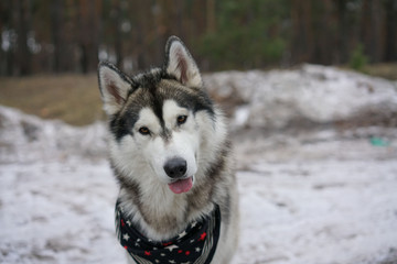 Husky in the winter in the forest.
