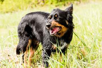 border collie belgischer Schäferhund Mix schwarz braun nass border collie belgian shepherd mix black brown wet