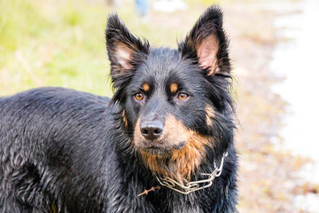 border collie belgischer Schäferhund Mix schwarz braun nass border collie belgian shepherd mix black brown wet