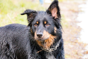 border collie belgischer Schäferhund Mix schwarz braun nass border collie belgian shepherd mix black brown wet