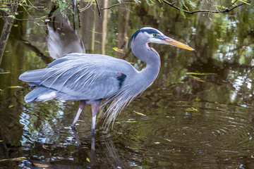  great blue heron,Ardea herodias