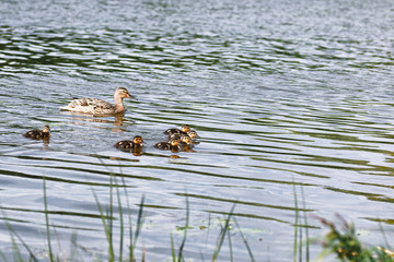Birds on the pond. A flock of ducks and pigeons by the water. Mi