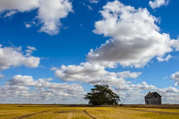 lush, white cumulus clouds against the blue sky over a yellow beveled field with a green tree © Viktor Birkus