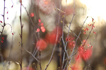 berry barberry at sunset