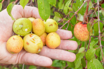 Hancornia speciosa (Mangabas) 