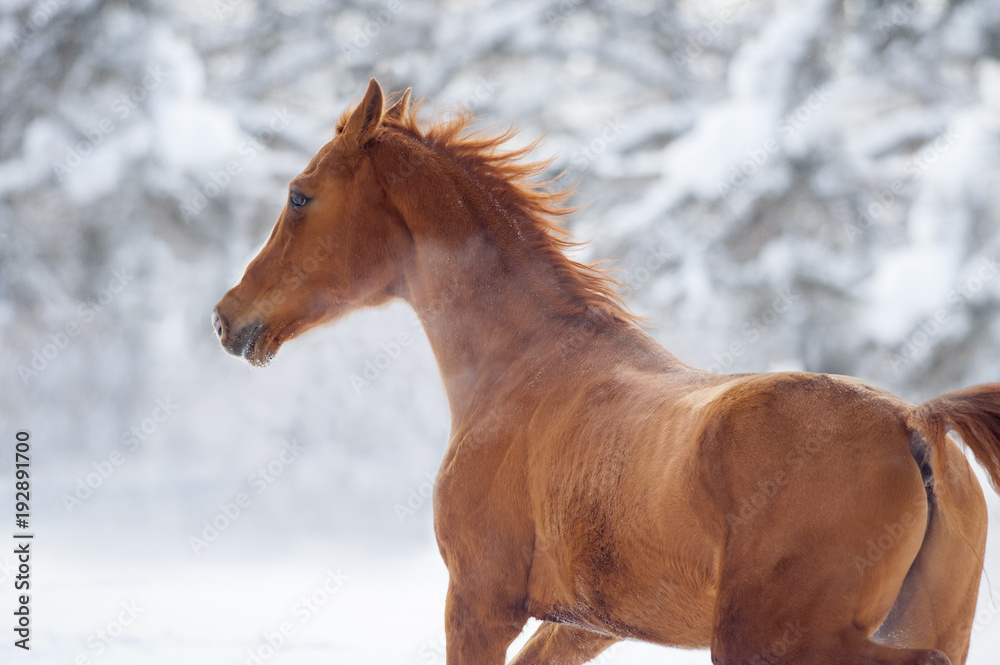 Wall mural running chestnut horse winter portrait