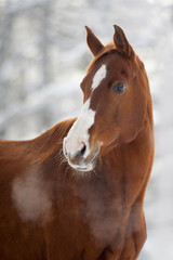 red chestnut horse on winter background portrait