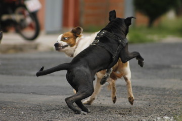cachorros brigando 