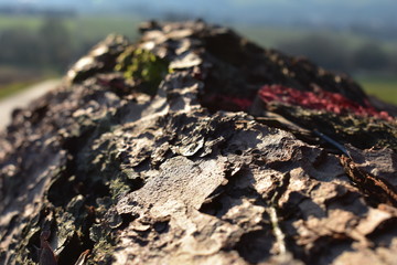 Baum Rinde Markierungen