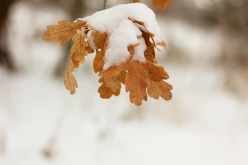 Frozen tree branches, nature in winter. spring background.