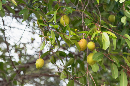 Hancornia speciosa (Mangabas) 