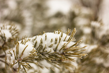 Naklejka na ściany i meble Frozen tree branches, nature in winter. spring background.