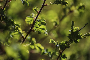 Spring nature. Leaves and bushes with the first green leaves in 