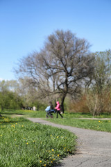 Fototapeta premium Spring nature. Leaves and bushes with the first green leaves in 