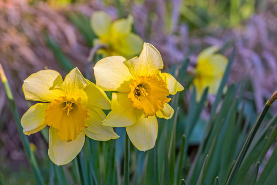 Yellow daffodils in a spring garden in the evening sun