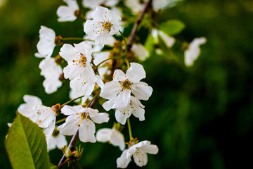 weiße kirschblüten am Zweig im Frühling