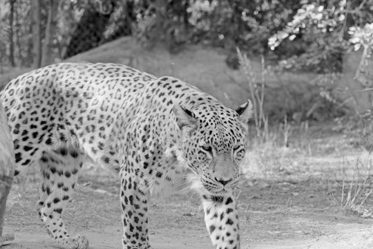 leopard walking in search of food