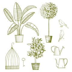 Fototapeta na wymiar Potted plants, birds and cage. Vector sketch illustration.